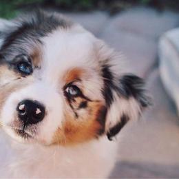 Australian Shepherd Puppies from Artemisia Aussies