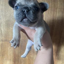 French Bulldog Puppies from Blue Apple Frenchies