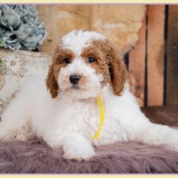 Rose - Parti female Goldendoodle puppy in Connersville, Indiana from Deaz Doodle Ranch