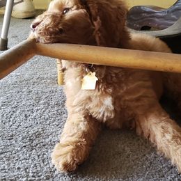 Labradoodle Puppies from Our Lovable Labradoodles