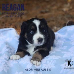 Reagan- Black Tri Male - Black tri male Miniature Australian Shepherd puppy in Nacogdoches, Texas from TK Standard, Mini, & Toy Aussies