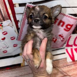 7350 dark sable male - Black sabled fawn male Chihuahua puppy in Palmyra, Indiana from Country Star Chihuahuas