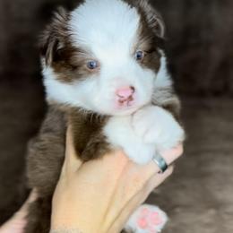 Dolly - Red tri female Miniature Australian Shepherd puppy in Queen Creek, Arizona from Arizona Aussies
