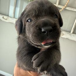 Grey female solid chest no markings yellow collar - Gray female Cane Corso puppy in Cherry Valley, California from Liberty Corsos