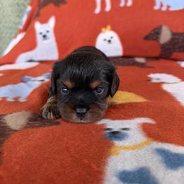 Saint - Black and tan male Cavalier King Charles Spaniel puppy in Gonzales, Texas from Veach Cavaliers & Farm
