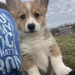 Boone - White and red male Pembroke Welsh Corgi puppy in Rolla, Missouri from Chapman Corgis