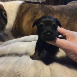 Ryder - Black and tan male Yorkshire Terrier puppy in Toledo, Ohio from Yorkie / Chorkie  love