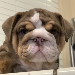 Bulldog and French Bulldog Puppies from MMG Bulldogs