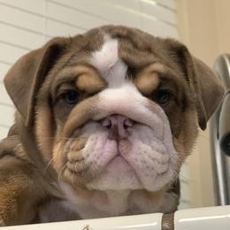 Bulldog and French Bulldog Puppies from MMG Bulldogs