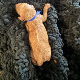 Blue Boy - Red  male Goldendoodle puppy in Covington, Louisiana from MyKy Puppies