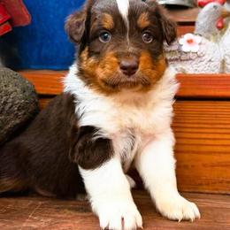 Rowan - Red tri-color female Australian Shepherd puppy in Boise, Idaho from Black Canyon Corral Aussies
