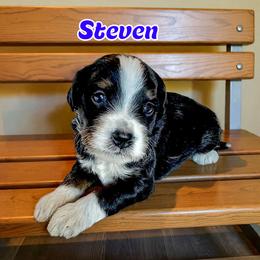 Steven - male Golden Mountain Doodle puppy in Banner Elk, North Carolina from Walnut Tree Bernedoodles