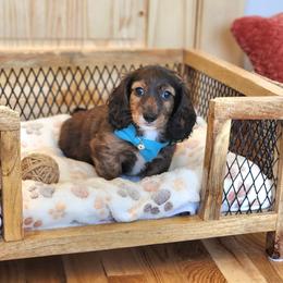 AKC Meet Baylor :) - Brindle male Dachshund puppy in Centerville, Iowa from Barnyard Dachshunds, Dals & Doodles