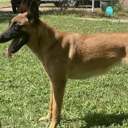 Belgian Malinois from Iron Wolf Malinois