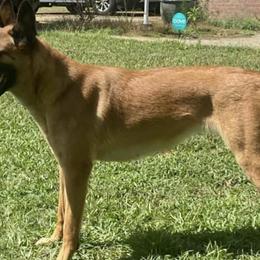 Belgian Malinois from Iron Wolf Malinois