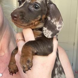 Glory - Dapple female Dachshund puppy in Corona, Ca Hemet, Ca, California from Over The Moon Dachshunds and Doodles