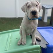 Captain - White male Dogo Argentino puppy in Winter Haven, Florida from Wayward’s Dogos and Spellbound Greyhounds