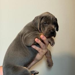 Blue Tan Point (1) - Blue female Great Dane puppy in Kimball, Michigan from Starlight Danes