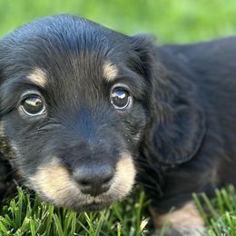 Dachshunds from Central Oregon weenies