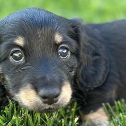 Dachshunds from Central Oregon weenies