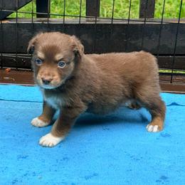 Rosie - Red tri-color female Australian Shepherd puppy in Yelm, Washington from Country Rose Australian Shepherds