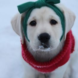 Labrador Retriever Puppies from Northern Ridge Retrievers