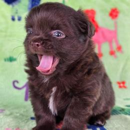 Christopher Robin - Chocolate and white male Chihuahua puppy in West New York, New Jersey from Pixie’s Magical Puppies