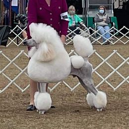 NOAA  - Poodle