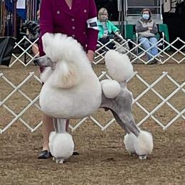 NOAA  - Poodle