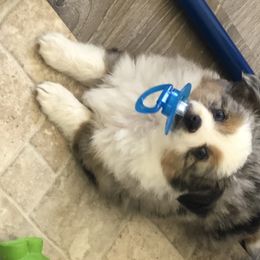 Miniature Australian Shepherd, Shih Tzu, and Toy Australian Shepherd Puppies from River Springs Aussies