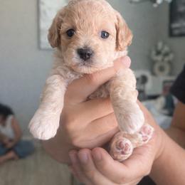 Boy - Cream male Poodle puppy in Avondale, Arizona from Sun Toy Poodles