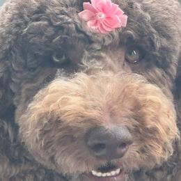 Dash - Labradoodle