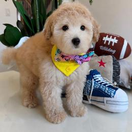 CODY - Champagne male Maltipoo puppy in Sugar Land, Texas from Celebrity Maltipoos