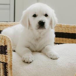 Maisie - Light golden female Golden Retriever puppy in Manti, Utah from Arrowhead Kennels
