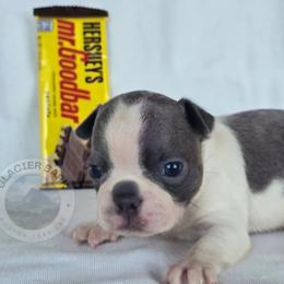 Mr. Goodbar - Blue male Boston Terrier puppy in Columbia Falls, Montana from Glacier Bark Boston Terriers