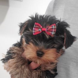 Yorkshire Terrier Puppies from Yorkie Puppies Redwood Ranch Chicago
