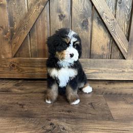 Bernedoodle and Golden Mountain Doodle Puppies from Tilley's Southern Doodles