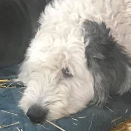 Great Danes, Old English Sheepdogs, Poodles, and Sheepadoodles from The Buttercream Ranch