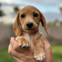 Boy 1 - Red male Dachshund puppy in Casa Grande, Arizona from Short n Sassy Dachshunds of AZ