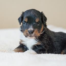 Girl 3 - female Miniature Australian Shepherd puppy in Buna, Texas from R & C Kennels