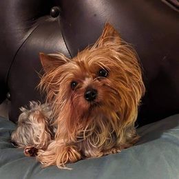 Izzy - Yorkshire Terrier
