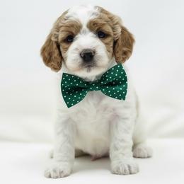 Fritter - Red male Cavapoo puppy in Columbus, Montana from Comfort Doodle