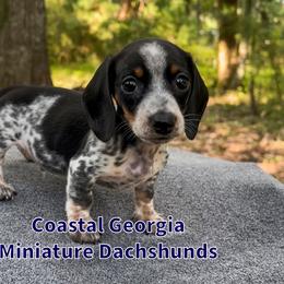 Cute As A Button Boy - Black and tan male Dachshund puppy in Brunswick, Georgia from Coastal Georgia Miniature Dachshunds