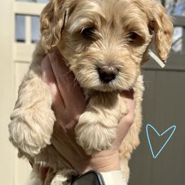 Bernedoodle, Cavalier King Charles Spaniel, and Poodle Puppies from Ellas.Pups (Bernedoodles & Cavapoos)