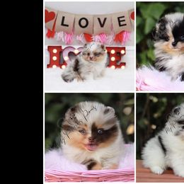 Pomeranian Puppies from My Precious Poms