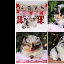 Pomeranian Puppies from My Precious Poms