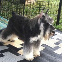 Daisy - Miniature Schnauzer