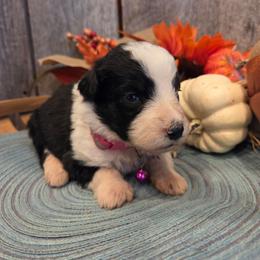 Girl 1 - Black tri-color female Aussiedoodle puppy in Mouth Of Wilson, Virginia from Holly Ridge Aussies, Aussiedoodles & Corgis