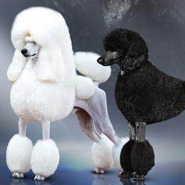 Poodle puppies from Jackalope Poodles