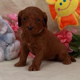 Gray Girl - Red female Assorted Doodle Crosses puppy in Colonial Beach, Virginia from Bristol Mine Kennels